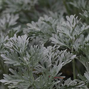 Artemisia 'Powis Castle'