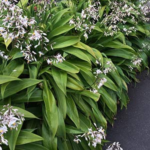 Arthropodium cirratum or Renga Renga Lily