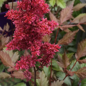 Astilbe Fanal