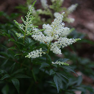 Astilbe Prof Van der Wielen