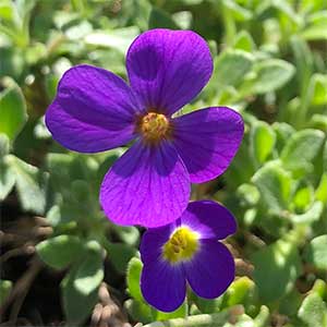 Aubrieta deltoidea