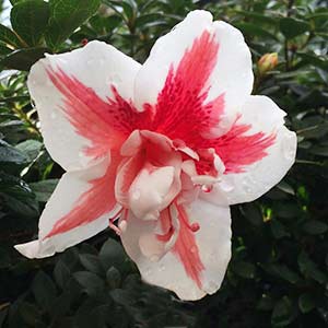 Red and White Azalea Flower
