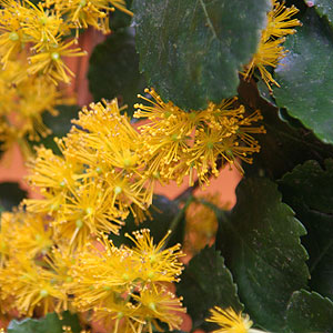 Azara microphylla