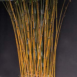 Ornamental Bamboo
