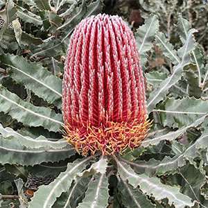 Banksia menziesii