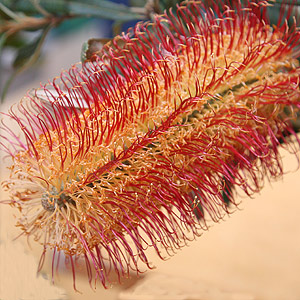 Banksia occidentalis