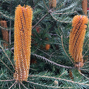 Banksia Yellow Wing