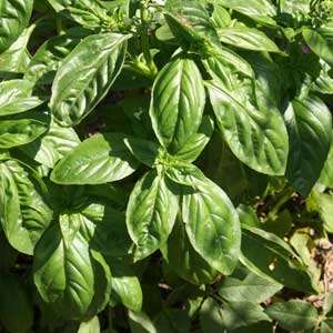 Basil Plant