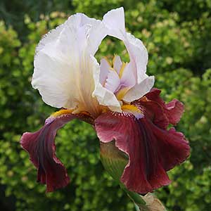 Bearded Iris with Red Falls