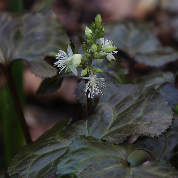 Beesia calthifolia