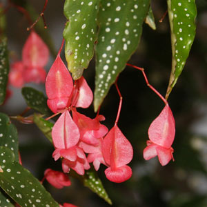 Begonia albo-picta var Rosea