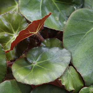 Begonia erythrophyll