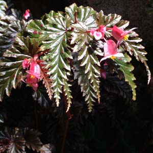 Begonia serratipetala