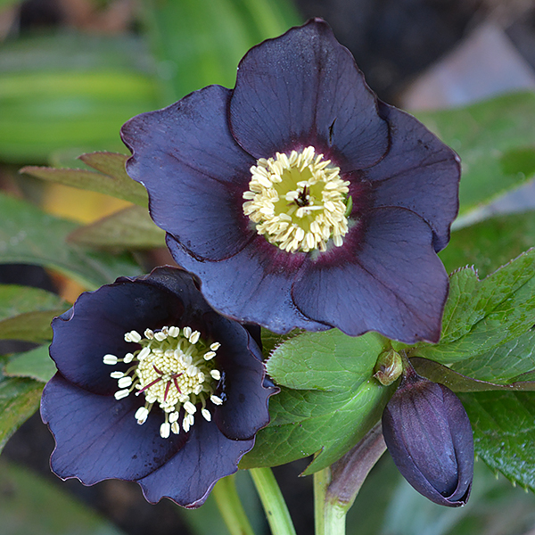 Black Hellebore Flower