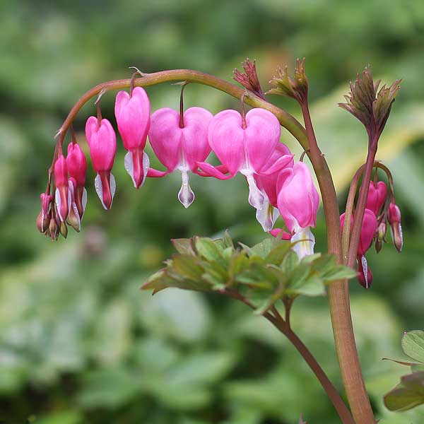 Bleeding heart Plant - Lamprocapnos spectabilis