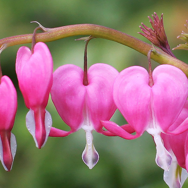 Bleeding Heart Plant Flower