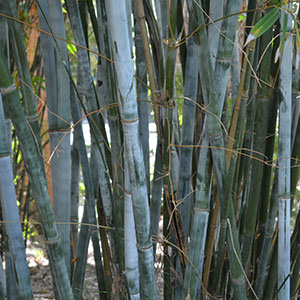 Blue Bamboo Variety