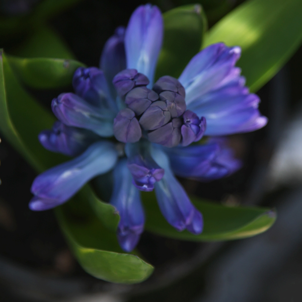 Blue Hyacinth Flower