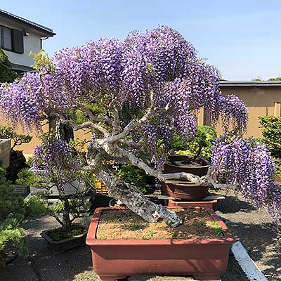 Bonsai Wisteria