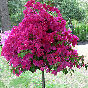 Bougainvillea grown as standard