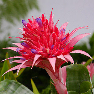 Bromeliad Plant