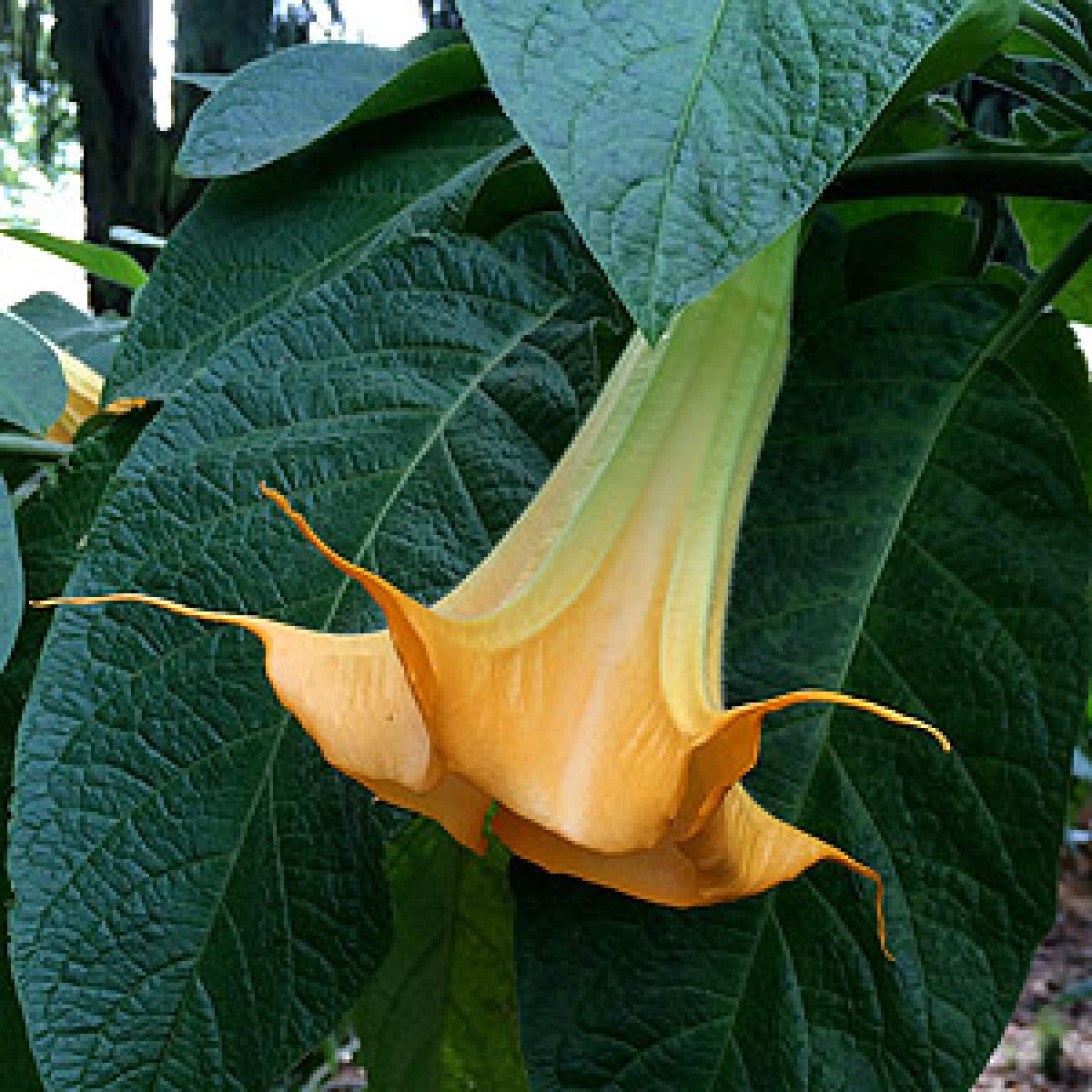 Details about   1 Solid Thick Rooted Cutting 10 " Giant Blooms Yellow Brugmansia Blooms Often 