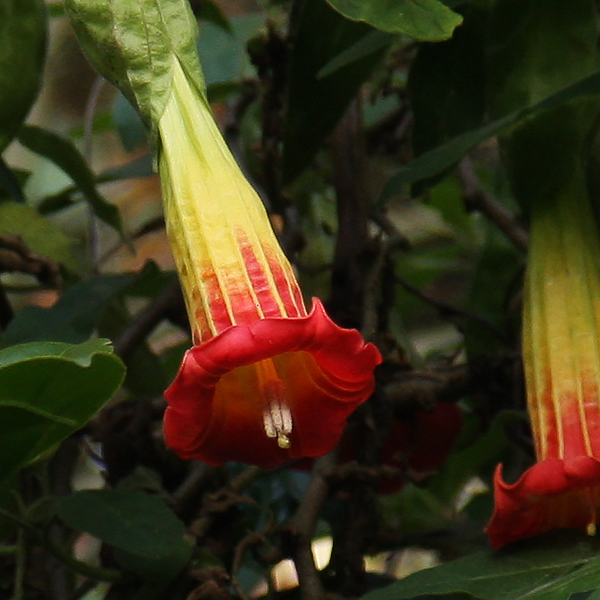 Brugmansia sanguinea