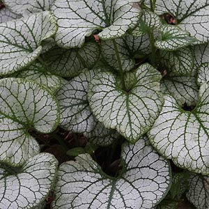 Brunnera Jack Frost - One of the best varieties