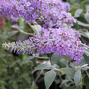 Buddleia fallowiana Lochinch