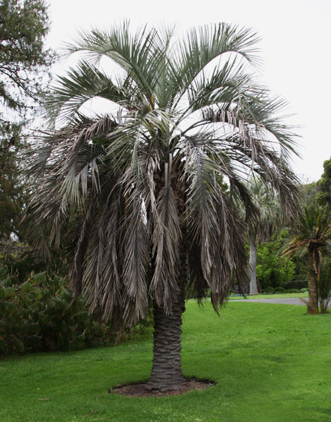 Butia capitata - Pindo Palm