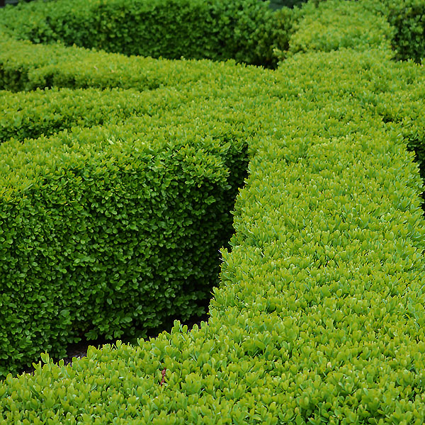 Buxus Hedge