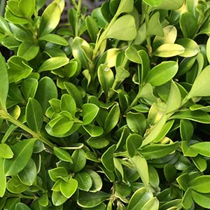 Buxus microphylla