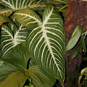 Caladium lindenii