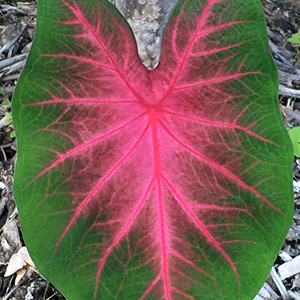 Caladium Leaf