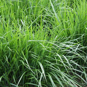 Calamagrostis x acutifolia 'Karl Foerster'