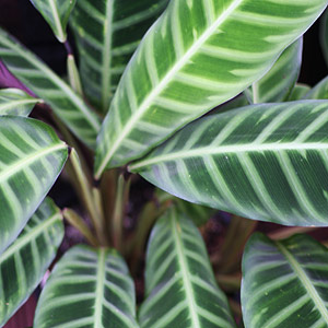 Calathea zebrina