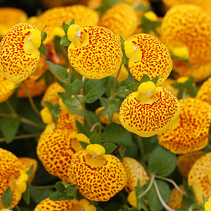 Calceolaria Variety