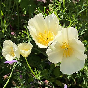 Californian Poppy