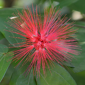 Calliandra haematocephala