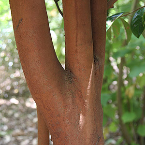 Camellia crapnelliana