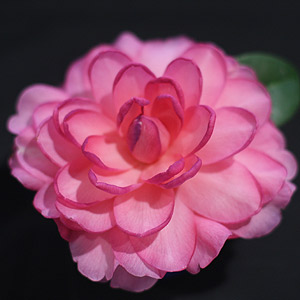 Camellia 'Dream Boat''