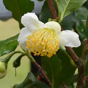 Camellia sinensis - Flower