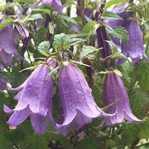 Campanula Barbara Valentine