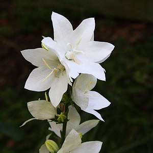 Campanula persicifolia