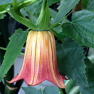 Canarina canariensis