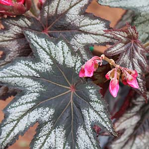 Cane begonia Little Brother Montgomery