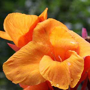 Canna Lily Orange Flower