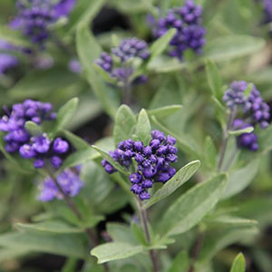 Caryopteris x clandonensis