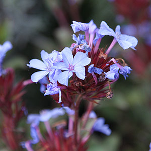 Ceratostigma 'Summer Skies'