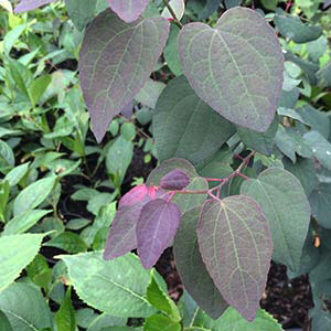 Cercidiphyllum japonicum 'Rot Fuchs'